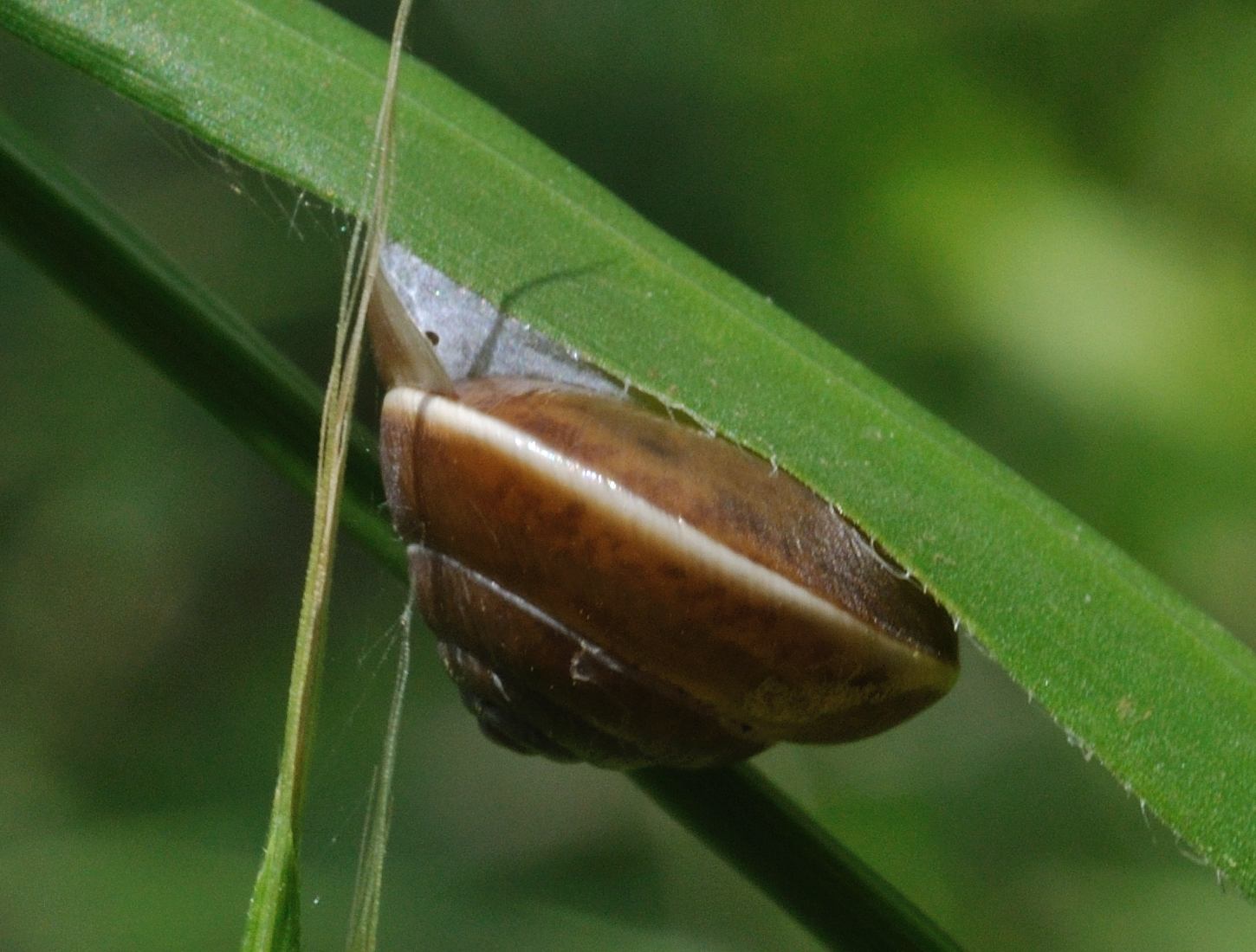 ID mollusco terrestre